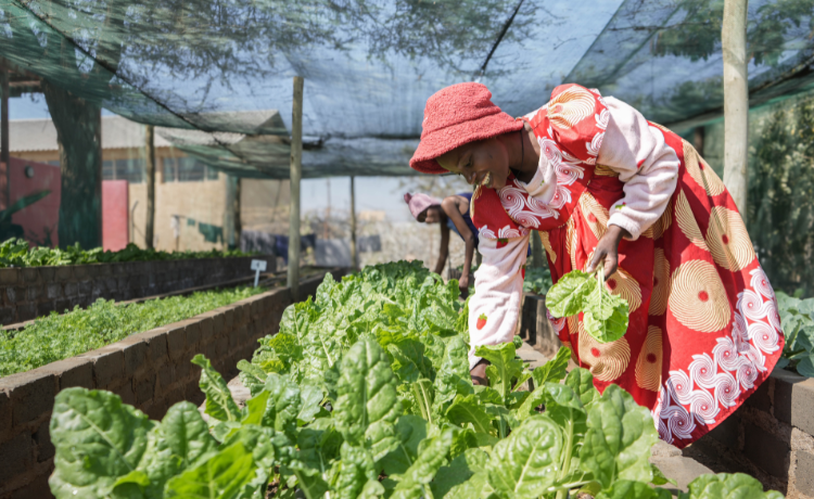 Two women bend over a plot of lettuces growing in a greenhouse. The woman in the foreground is wearing a red sunhat, a red and white pattered dress and smiling broadly